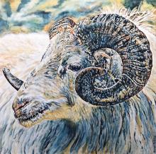 Derby Ram by Sarah Perkins Art