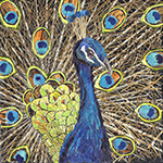 Peacock by Kirstie Adamson