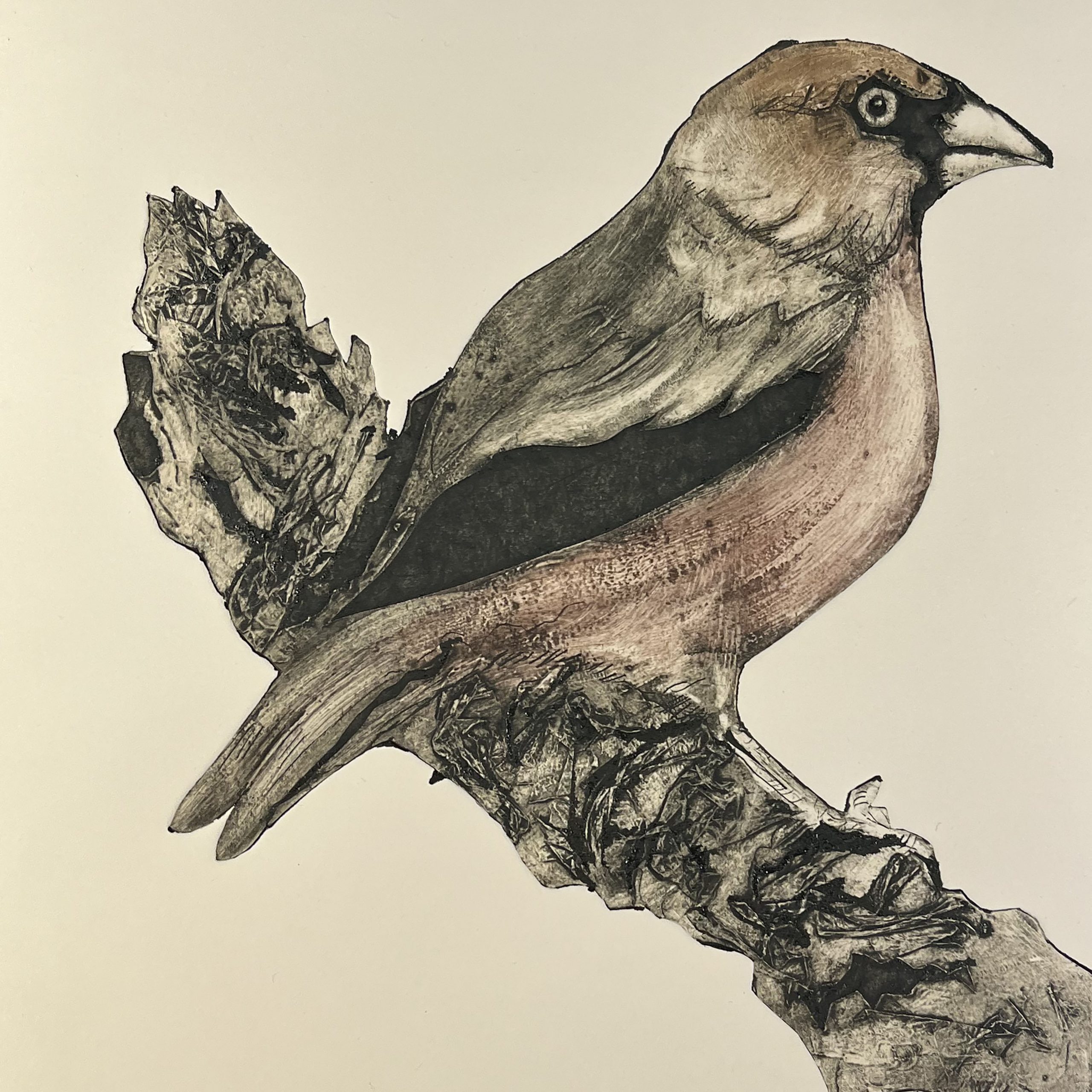 Hawfinch 1 Square 150dpi